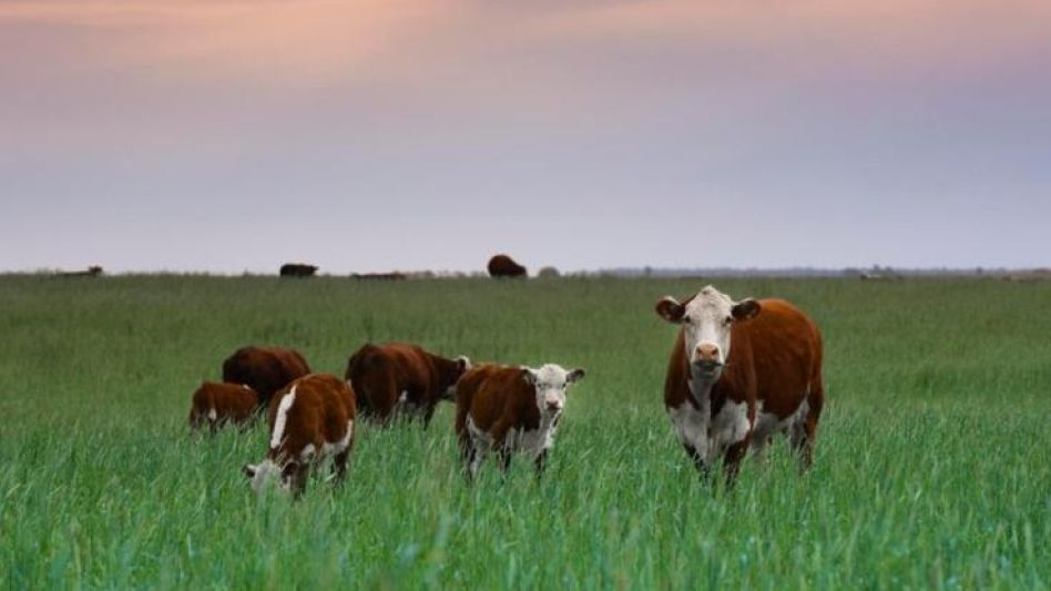 El stock bovino registró una caída del 2,7%