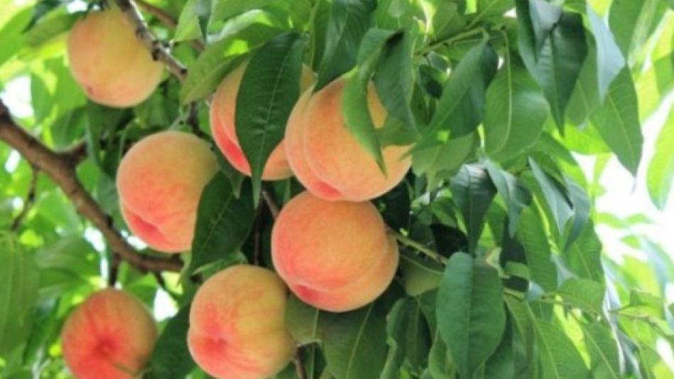  Añade frutas al hogar: Algunos consejos para  el momento de elegir y plantar un árbol frutal
