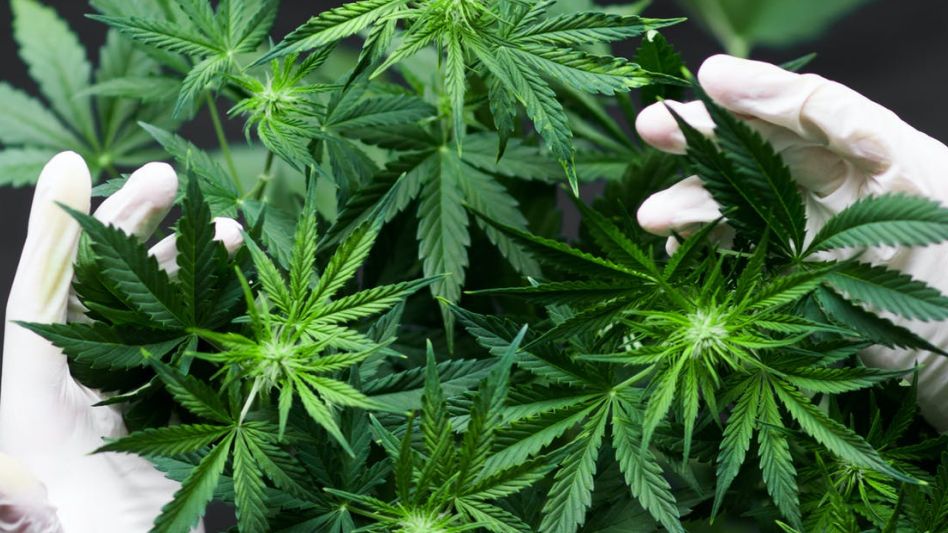 La médica Analía Fortunato se refirió a la auditoría que harán desde Nación del REPROCANN.