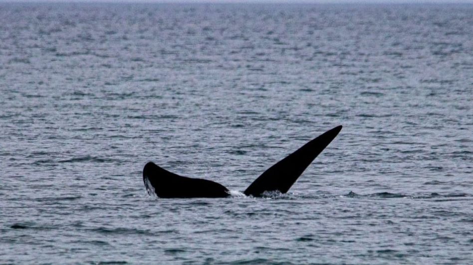 Las ballenas se adelantan en Puerto Madryn