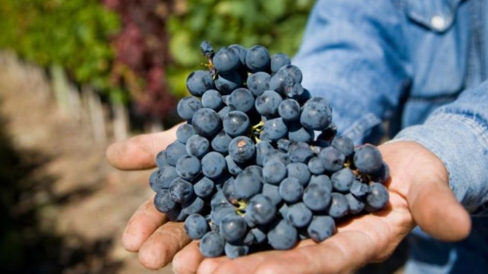 Científicos argentinos descifraron el genoma del Malbec: iniciativa privada y académica con gran proyección
