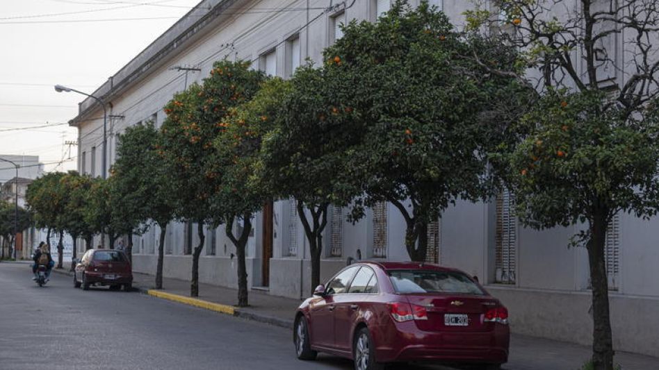  La idea de que el árbol de la vereda es arbolado público de a poquito va entrando, le dijo Dolores Lynch a diario EL TIEMPO.    ARCHIVO/NACHO CORREA
