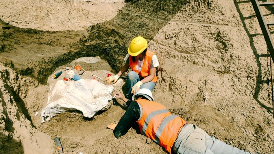Encuentran restos de un perezoso gigante en el Parque Industrial de Mar del Plata
