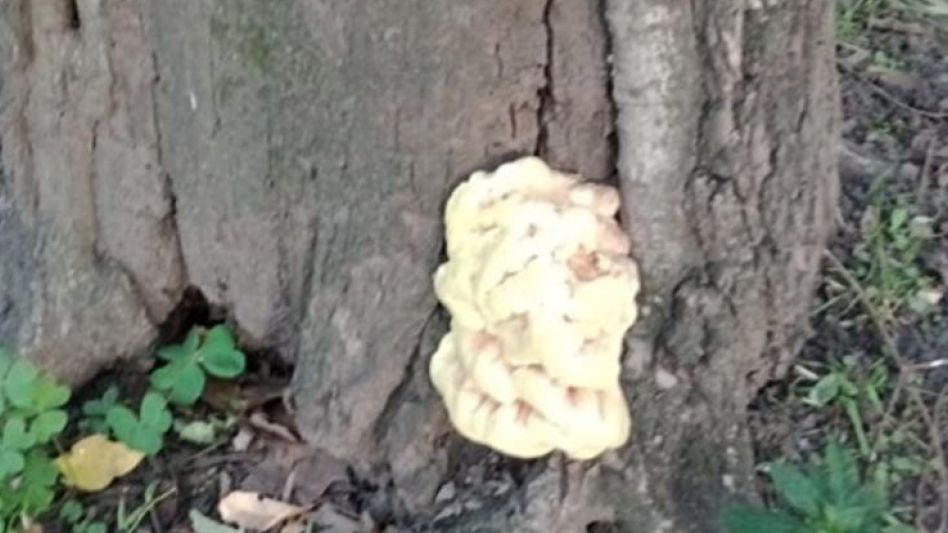 El hongo parásito conocido como Pollo del bosque, detectado en el Parque Municipal de Azul.