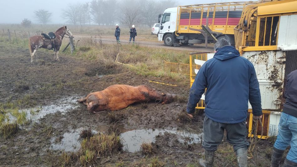 Los animales que murieron eran llevados en el acoplado del camión. FOTO: CPR AZUL/PBA