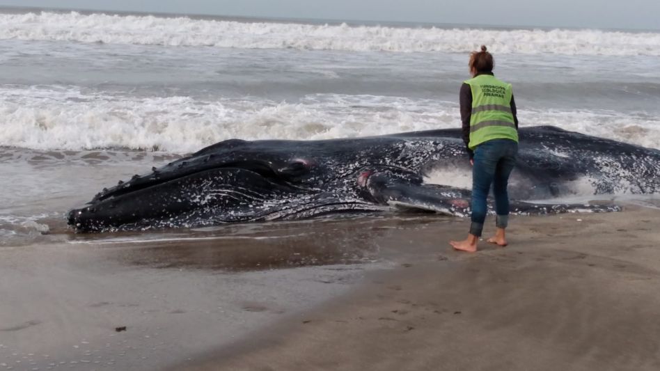 Pinamar: apareció muerta una ballena en la playa e investigan qué pasó