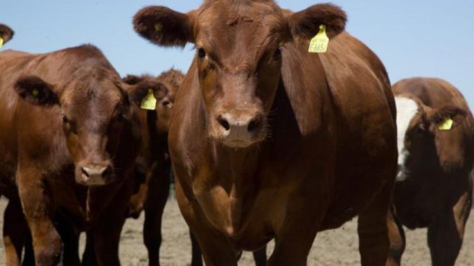 Desde Confederaciones Rurales Argentinas se propone la   identificación individual voluntaria del ganado.  