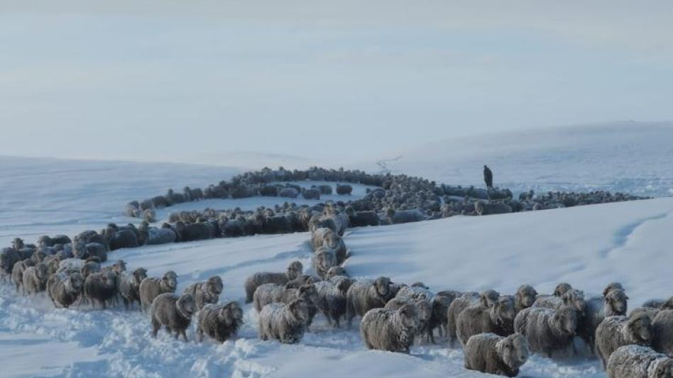Las intensas nevadas en el Sur amenazan dejar a miles de animales sin alimento.