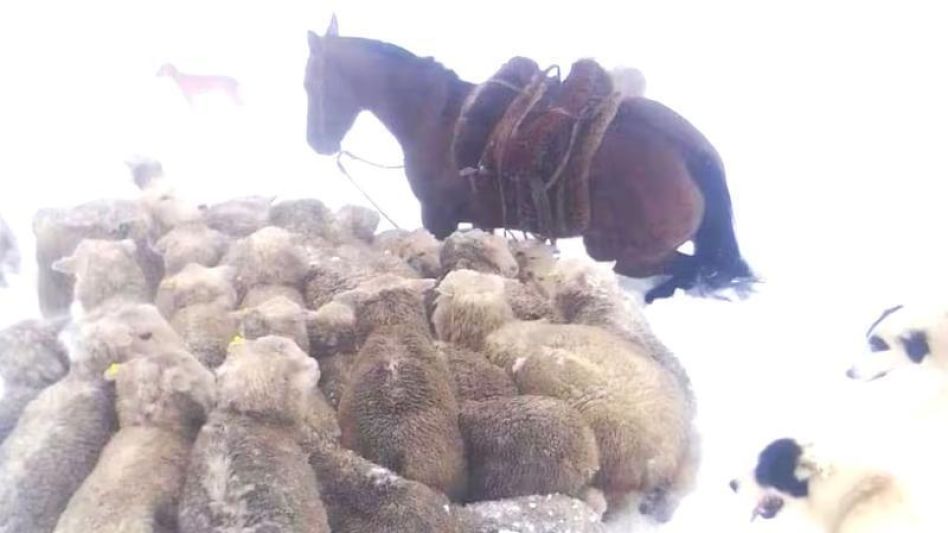 Un millón de ovejas   y 40.000 bovinos en   peligro por el clima