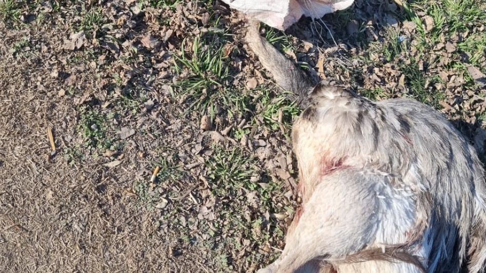 Un joven y un menor fueron infraccionados por cazar ñandúes., una especie protegida. FOTO: CPR AZUL/PBA