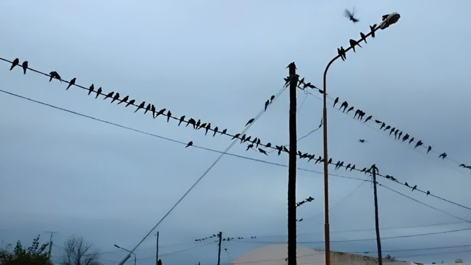 Ascasubi: el pueblo que no le encuentra solución a la invasión de loros barranqueros