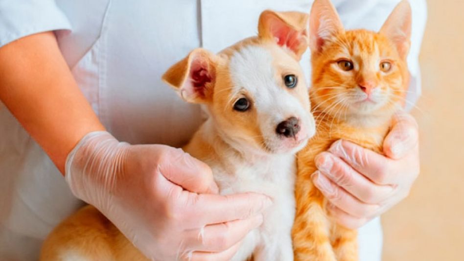 Campaña de castración de mascotas y vacunación antirrábica