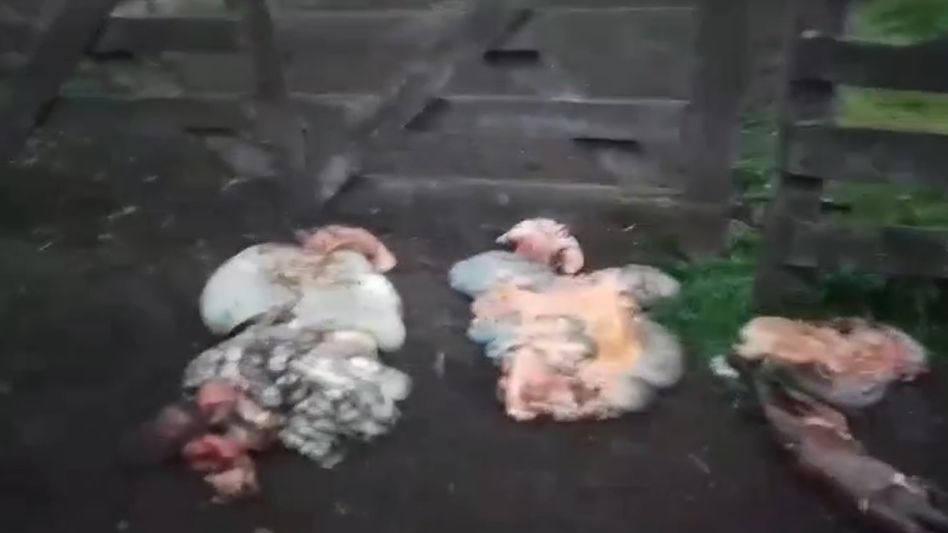 Un productor filmó "las panzas" que le dejaron los ladrones tras ingresar a su campo y faenar siete animales