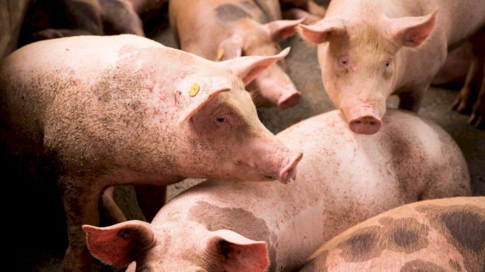 Los casos de triquinosis en la provincia llegan a 48 en lo que va del año