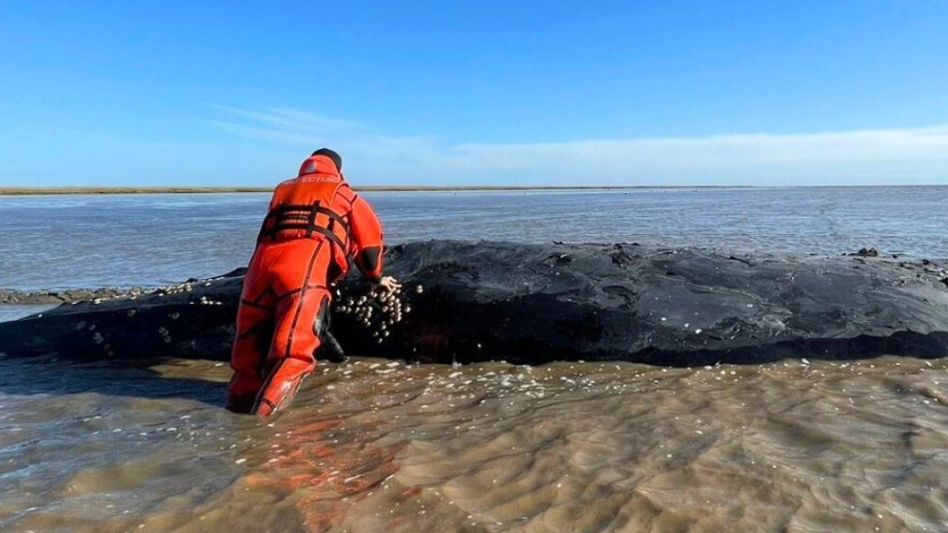 Advierten que la ballena varada en Castelli no podrá ser rescatada