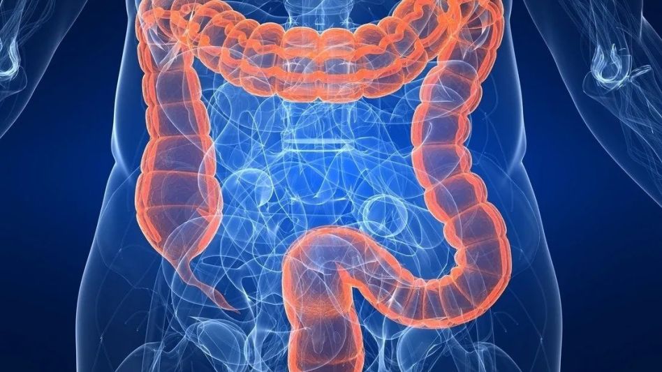 Revelan cómo el intestino absorbe nutrientes y refuerza el sistema inmune