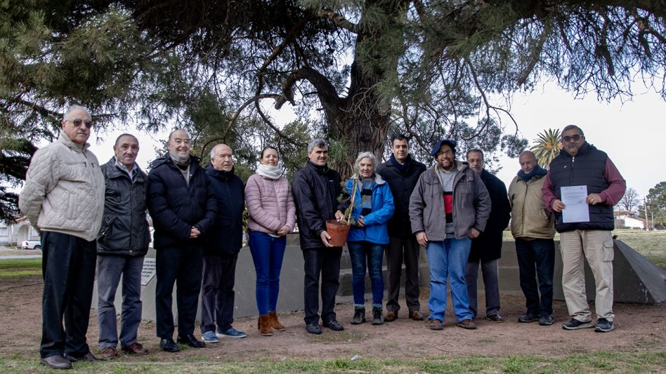 Un retoño del vástago azuleño del pino   de San Lorenzo será plantado en Navarro