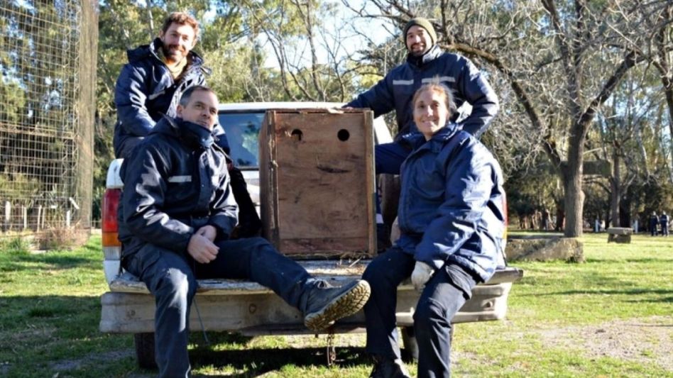 Trasladan de Olavarría a Buenos Aires pichón de cóndor andino que luego será liberado en el Sur
