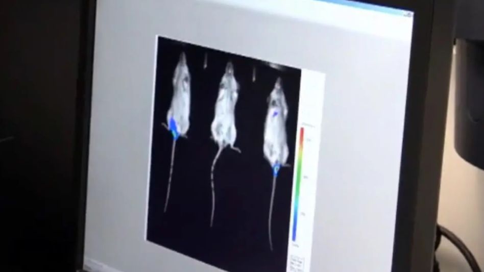 Investigadores logran hacer transparente la piel con un colorante alimentario