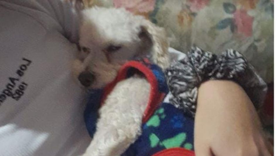 Tito, el perro que una joven pide que le devuelvan tras un robo sucedido en su casa. FOTO: FACEBOOK