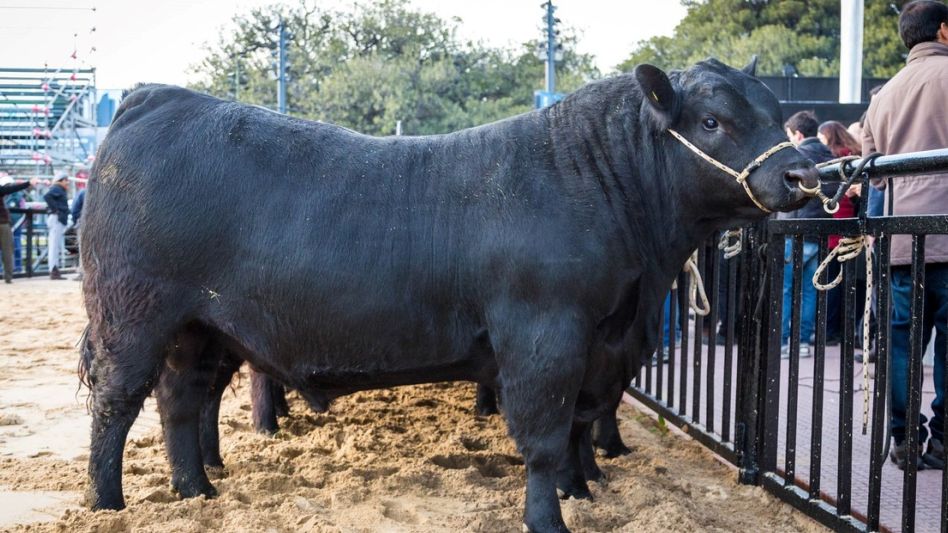 Insólito y trágico: controlaba vacas, tropezó y murió atropellado por un toro