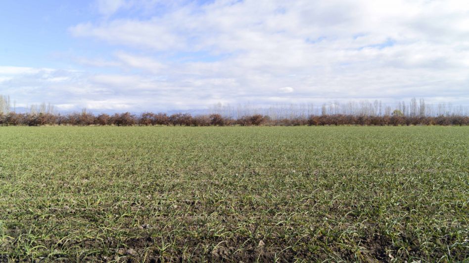 Nación avaló la emergencia agropecuaria para unos 50 distritos bonaerenses
