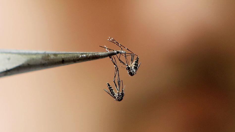 Detectan en el conurbano tres mutaciones de mosquitos del dengue más resistentes a los insecticidas