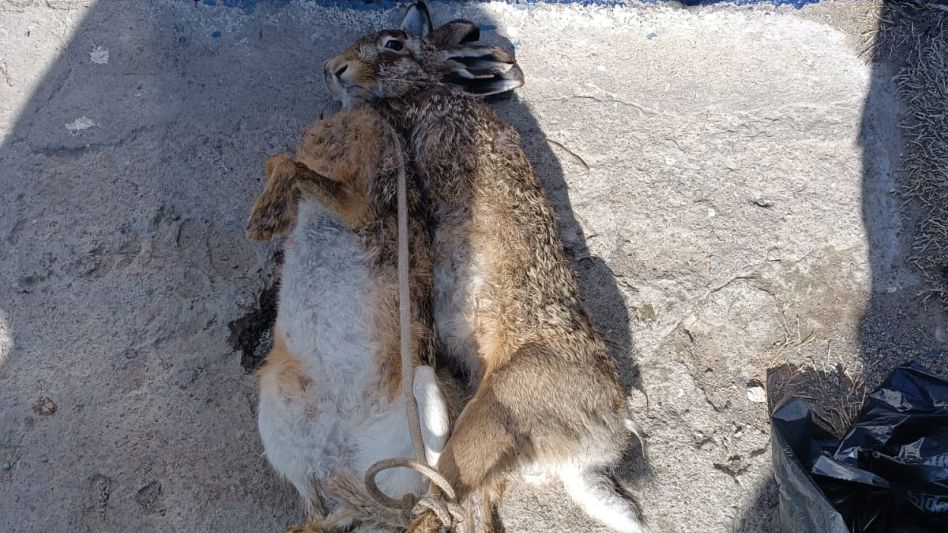 Dos liebres recientemente cazadas fueron incautadas en poder de los aprehendidos. FOTO: CPR AZUL/PBA