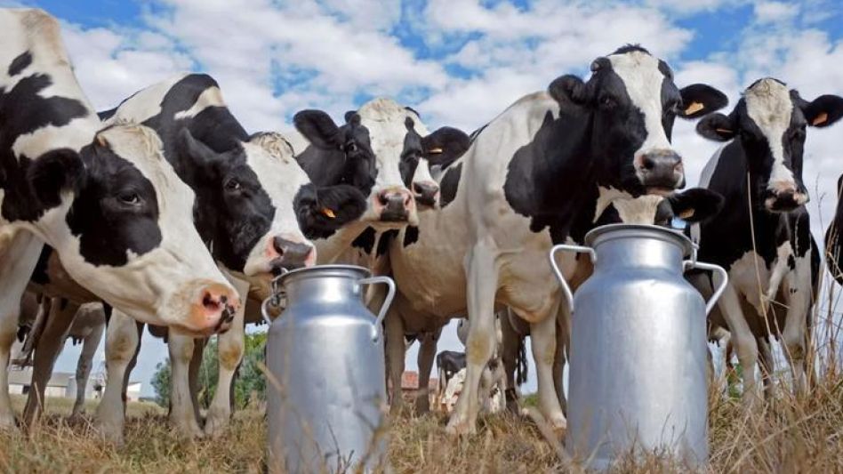  La caída en los precios de la leche    generó incertidumbre a los tambos  