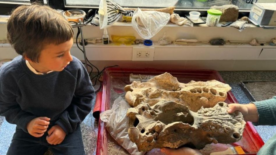 Un niño de cuatro años encontró el cráneo de un perezoso terrestre gigante extinto hace 15.000 años