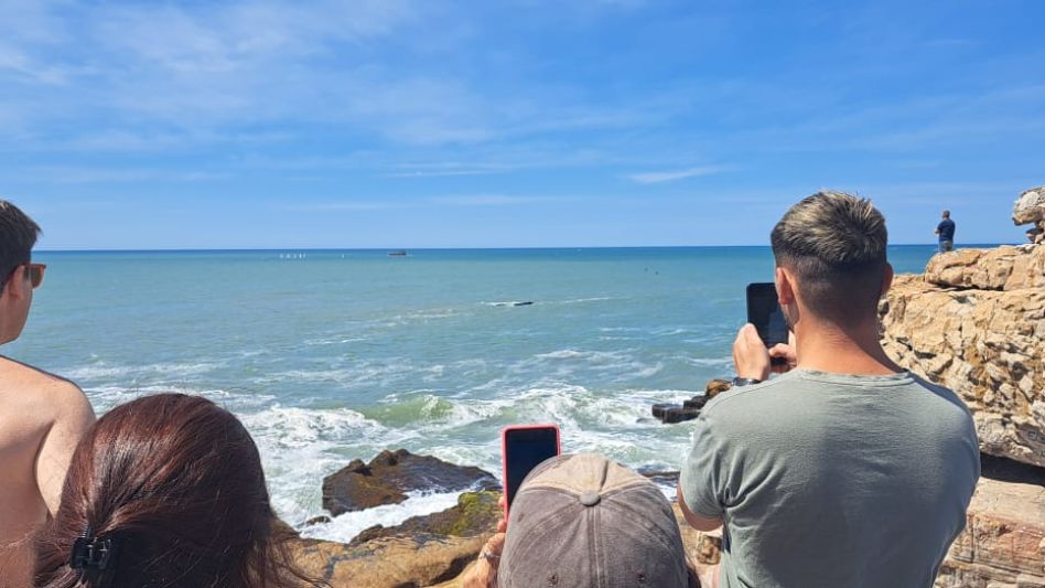 Avistaje de ballenas: un espectáculo natural único cada vez más frecuente en las costas bonaerenses