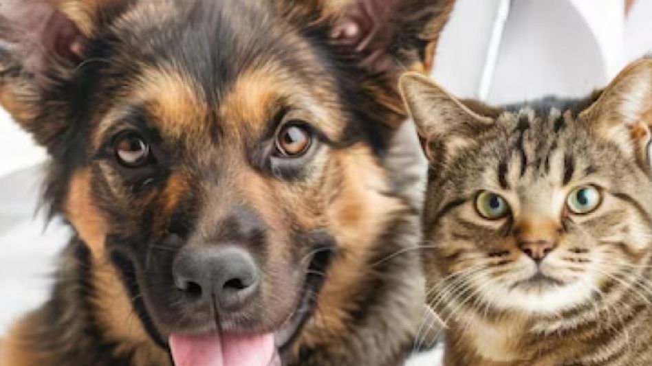  Tenencia responsable de mascotas y castración de machos