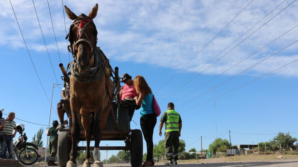 Legislatura: buscan prohibir la tracción a sangre para el transporte y la recolección en las ciudades