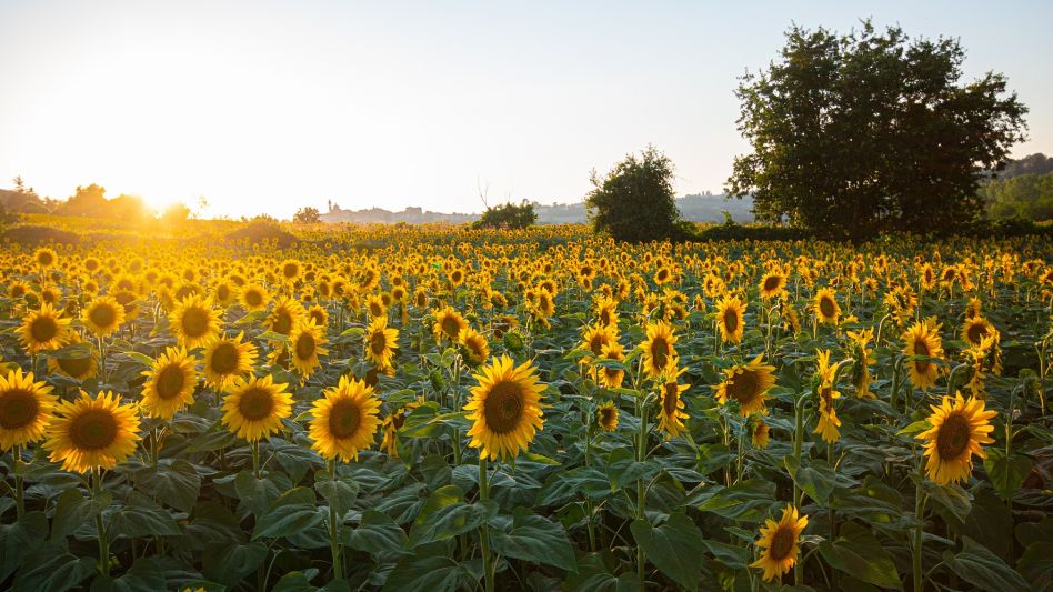 Declaran alerta fitosanitaria en todo el país por una plaga que afecta al girasol