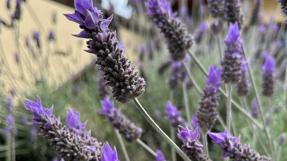 Del 8 al 15 de diciembre próximo se realizará la Semana de la Lavanda.