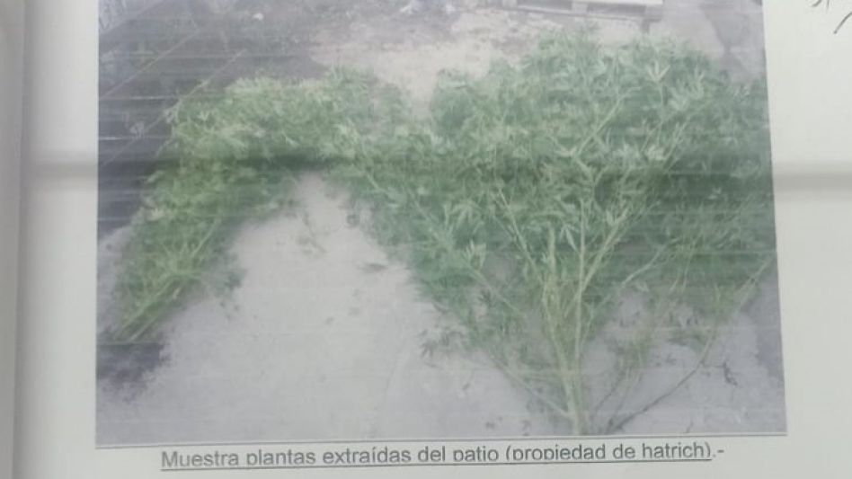 Una foja del expediente judicial, con fotos de las plantas incautadas.   FISCALÍA GENERAL AZUL