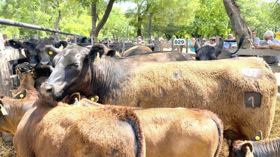 Las vacas paridas de Don José de Mammoliti que encabezaron la venta azuleña.