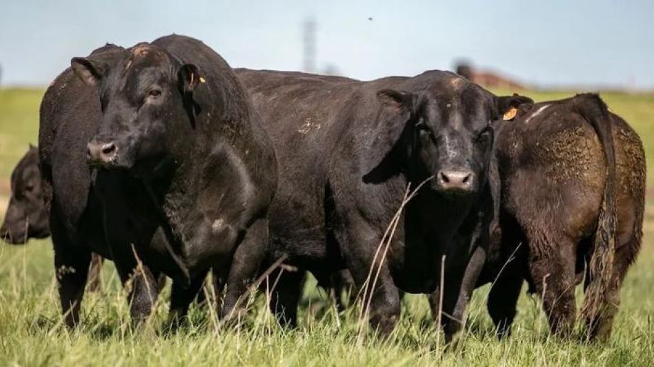 Los toros recuperan terreno para el próximo ciclo ganadero.