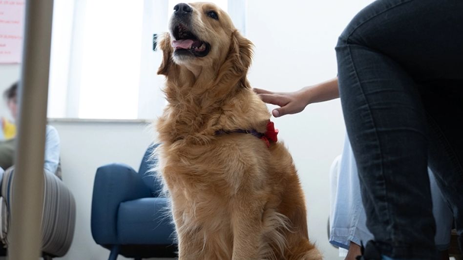 El Hospital de Niños de La Plata avanza con el Proyecto Staff Canino y las terapias asistidas con animales
