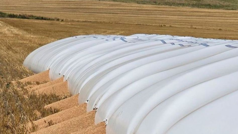 Tandil: jabalíes atacaron un silobolsa que contenía unos 240.000 kilos de trigo