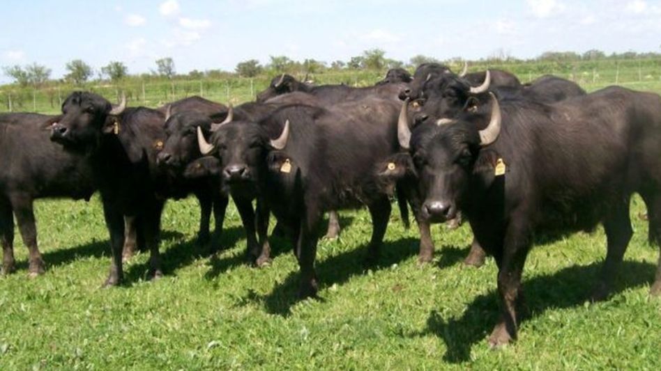 Un estudio del INTA Castelar destacó las bondades de la carne de búfalo.