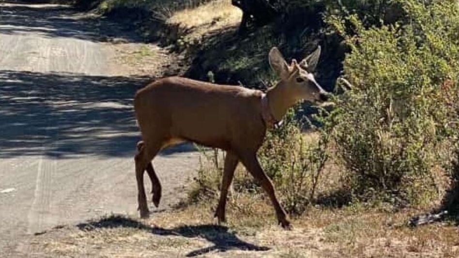 Impresionante hallazgo en Neuquén: tras casi 30 años, apareció un huemul en el Parque Nacional Lanín