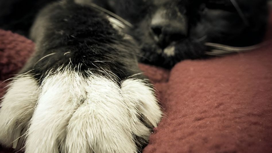 Día del Gato: ¿por qué se celebra el 20 de febrero?