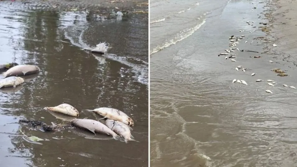 Las costas de Punta Lara aparecieron repletas de sábalos muertos: ¿qué genera estos fenómenos?