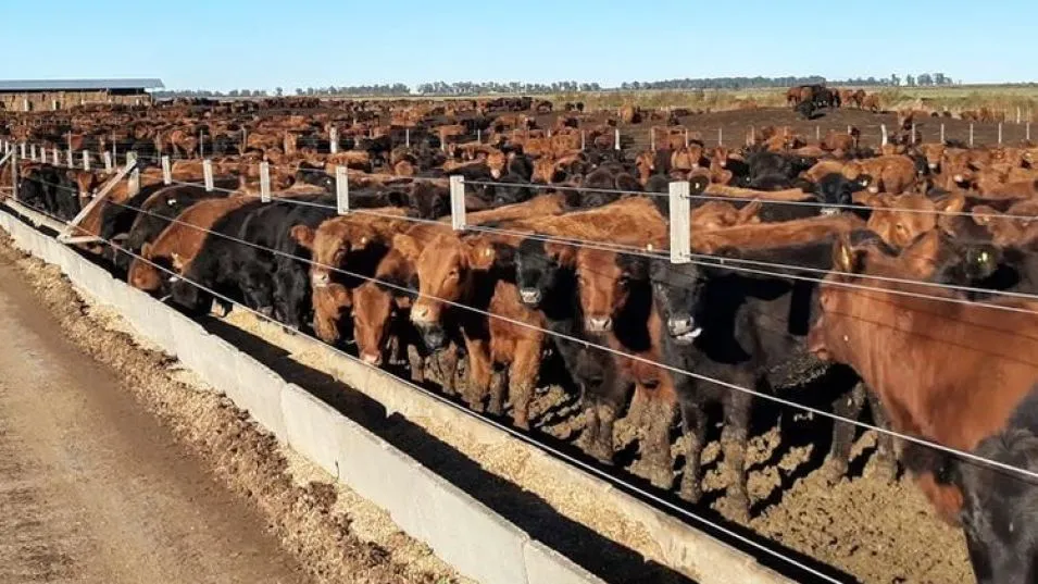 Engorde a corral: crece el envío de novillos