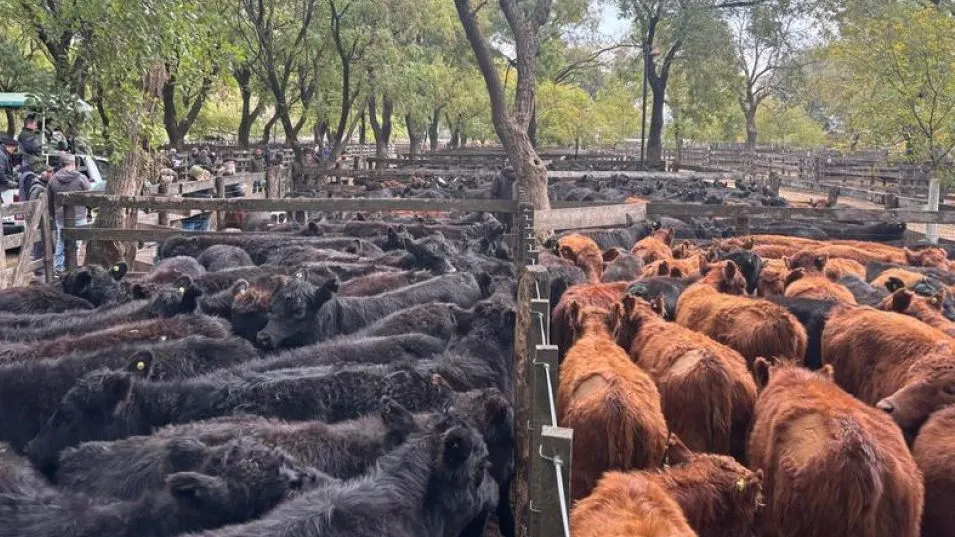 Jaulas completas y haciendas destacadas en el remate de Néstor I. Goenaga y Cía.