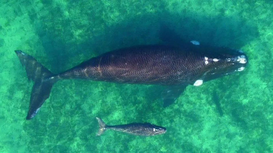 Las ballenas empiezan a asomarse en Madryn