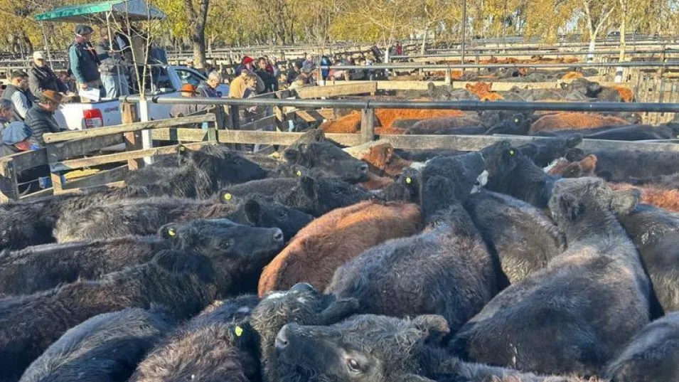 Los conjuntos de novillos vendidos con destino exportador en la feria local.