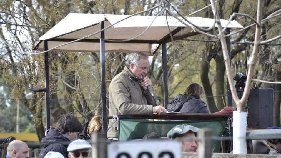 El martillero Juan Wallace, conduciendo las ventas del miércoles pasado en el predio ferial de la Sociedad Rural de Azul.