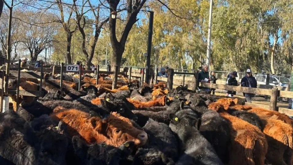 Los terneros que hicieron el máximo en la reciente subasta.